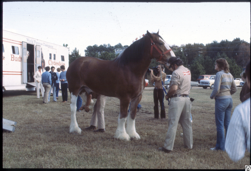 1980 Budweiser horses F'ville 07.jpg
